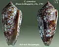 Conus canonicus  Hwass in Bruguière, J.G., 1792