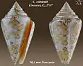 Conus cedonulli Linnaeus, C., 1767