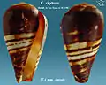 Conus chytreus Melvill, J.C. in Tryon, G.W., 1883