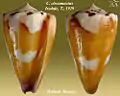 Conus circumactus Iredale, T., 1929