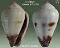 Conus coffeae Gmelin, J.F., 1791