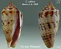 Conus collisus Reeve, L.A., 1849