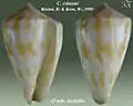 Conus colmani Röckel, D. & Korn, W., 1990