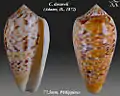 Conus dusaveli (Adams, H., 1872)