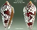 Conus episcopatus  Motta, A.J. da, 1982