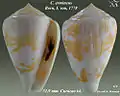 Conus ermineus Born, I. von, 1778