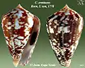 Conus ermineus Born, I. von, 1778