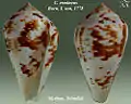 Conus ermineus Born, I. von, 1778