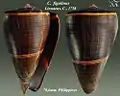 Conus figulinus Linnaeus, C., 1758