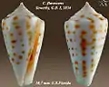 Conus flavescens  Sowerby, G.B. I, 1834