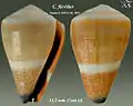 Conus flavidus Lamarck, J.B.P.A. de, 1810