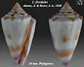 Conus floridulus  Adams, A. & Reeve, L.A., 1848