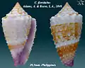 Conus floridulus  Adams, A. & Reeve, L.A., 1848, granulose form
