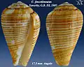 Conus fuscolineatus Sowerby, G.B. III, 1905