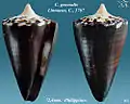 Conus generalis Linnaeus, C., 1767