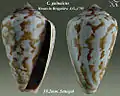 Conus guinaicus  Hwass in Bruguière, J.G., 1792