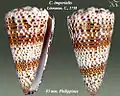 Conus imperialis Linnaeus, C., 1758