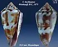 Conus lischkeanus Weinkauff, H.C., 1875