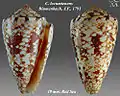 Conus locumtenens Blumenbach, J.F., 1791