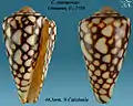 Conus marmoreus Linnaeus, C., 1758