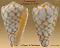 Conus marmoreus Linnaeus, C., 1758