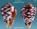 Conus mercator Linnaeus, C., 1758