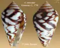 Conus mercator Linnaeus, C., 1758