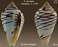 Conus mercator Linnaeus, C., 1758