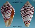 Conus mercator Linnaeus, C., 1758