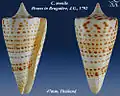 Conus monile Hwass in Bruguière, J.G., 1792