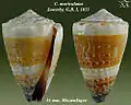 Conus muriculatus Sowerby, G.B. I, 1833