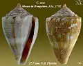 Conus mus Hwass in Bruguière, J.G., 1792