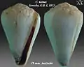 Conus nanus  Sowerby, G.B. I, 1833