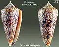 Conus neptunus  Reeve, L.A., 1843
