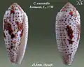 Conus nussatella  Linnaeus, C., 1758