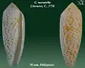 Conus nussatella  Linnaeus, C., 1758