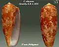 Conus obscurus Sowerby, G.B. I, 1833