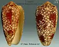 Conus omaria Hwass in Bruguière, J.G., 1792