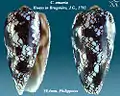 Conus omaria Hwass in Bruguière, J.G., 1792