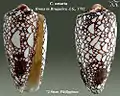 Conus omaria Hwass in Bruguière, J.G., 1792