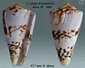 Conus pictus transkeiensis Korn, W.  1998