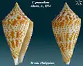 Conus praecellens Adams, A., 1854