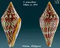 Conus praecellens Adams, A., 1854