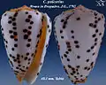 Conus pulicarius Hwass in Bruguière, J.G., 1792