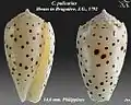 Conus pulicarius Hwass in Bruguière, J.G., 1792 (juv).