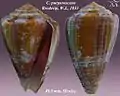 Conus purpurascens Broderip, W.J., 1833