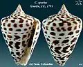 Conus spurius Gmelin, J.F., 1791