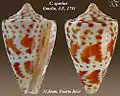 Conus spurius Gmelin, J.F., 1791