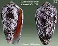 Conus stercusmuscarum Linnaeus, C., 1758