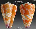 Conus tessulatus  Born, I. von, 1778